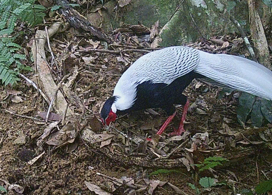 Qua đặt bẫy ảnh, lực lượng chức năng đã phát hiện 2 loài gà quý hiếm ở Khu Bảo tồn thiên nhiên Pù Huống. Trong ảnh là gà lôi trắng quý hiếm.