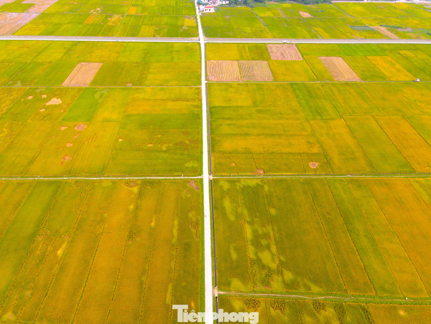 Các thửa ruộng ở huyện Quỳnh Lưu (Nghệ An) được quy hoạch vuông vắn, gọn gàng.