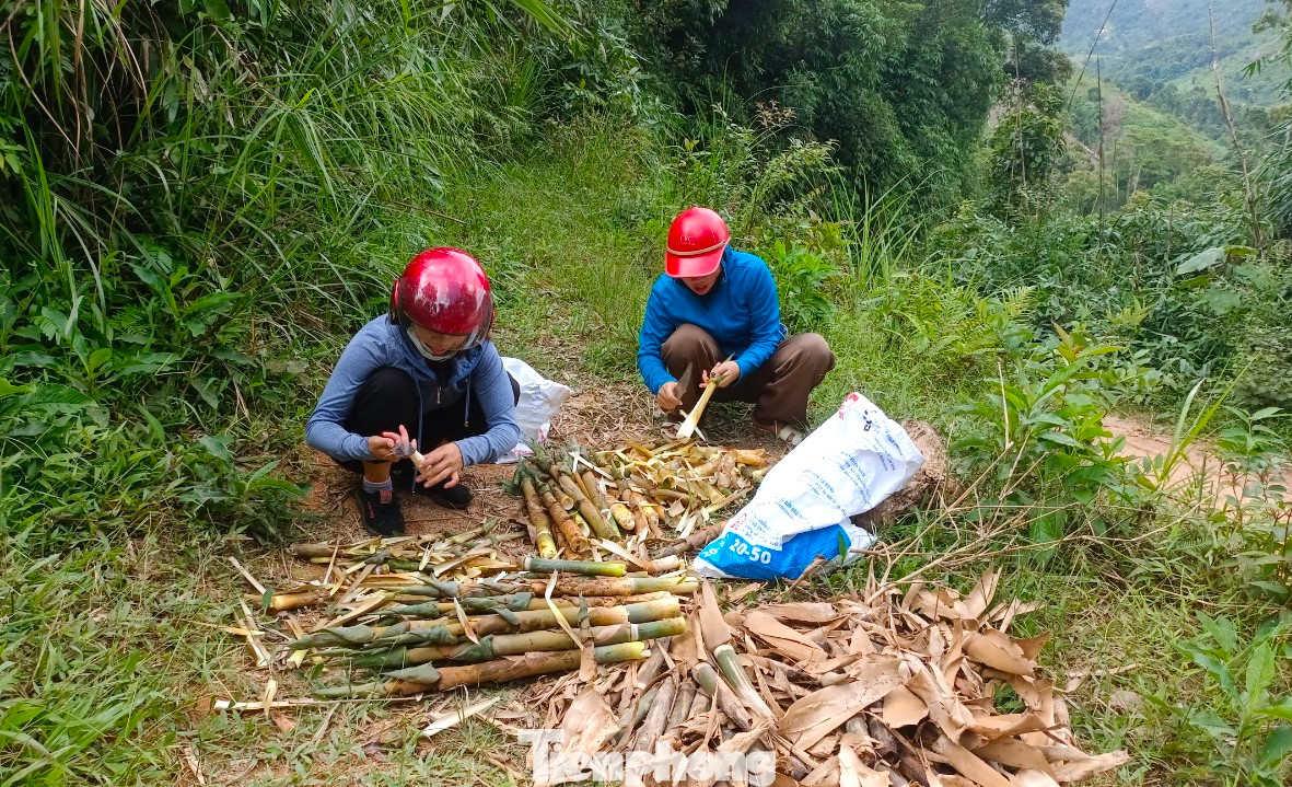 Sau khi bẻ được măng, họ sẽ dùng dao tách vỏ, gọt sạch rồi bỏ bao bì. Việc gọt bỏ bớt vỏ sẽ giúp người dân mang xuống núi gọn nhẹ hơn, sạch sẽ hơn.