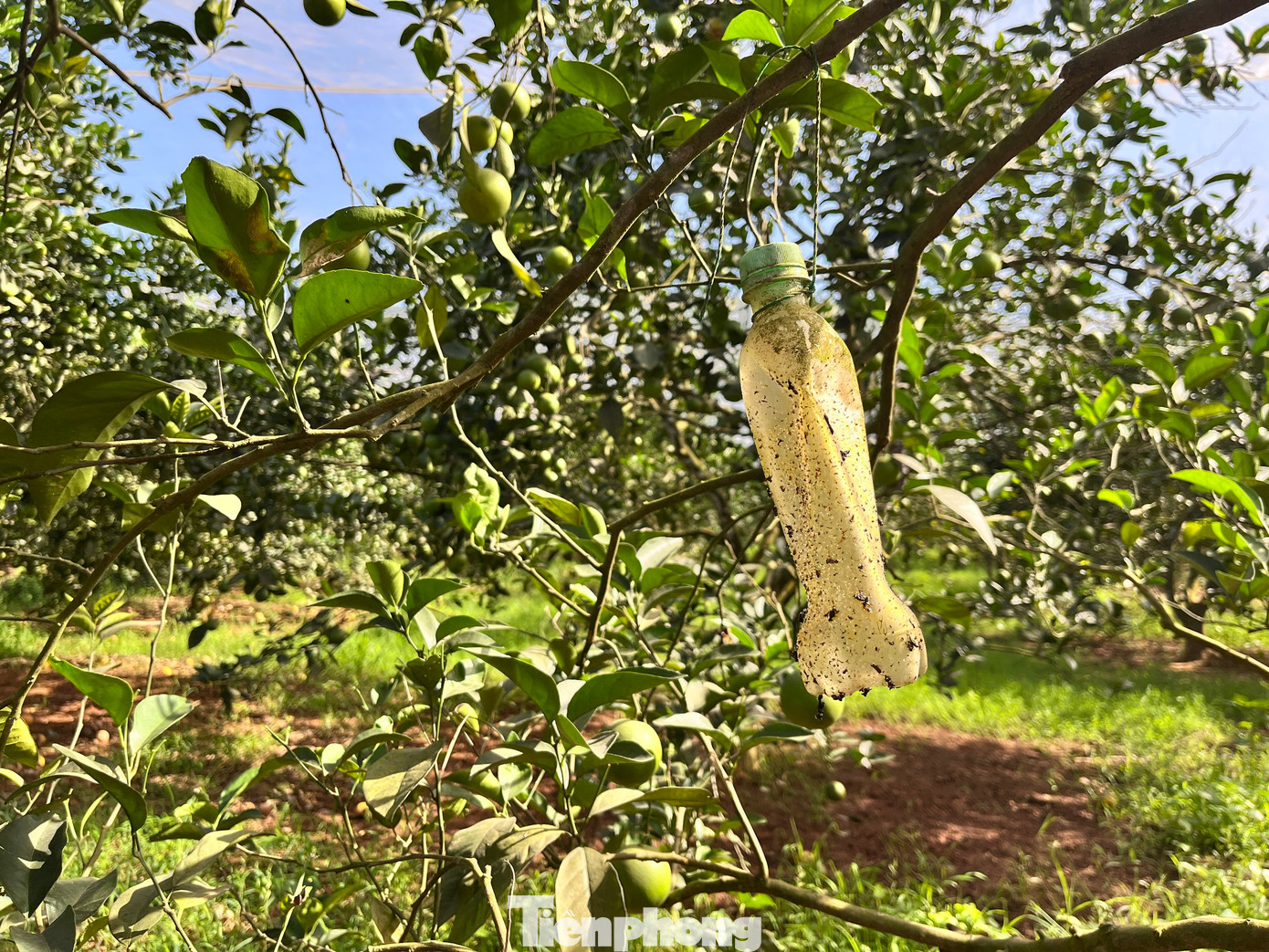 Vườn cam của gia đình anh Nguyễn Cảnh Hiếu (trú xã Xuân Thành, huyện Yên Thành, Nghệ An) cũng tìm nhiều cách để xua đuổi ruồi vàng, sâu bướm thay cho việc phun thuốc trừ sâu như tìm cách dẫn dụ ruồi vàng đi nơi khác hay là mắc màn cho vườn cam. Nhờ áp dụng nhiều biện pháp, vườn cam được bảo vệ khỏi côn trùng, sâu bướm, ruồi vàng.