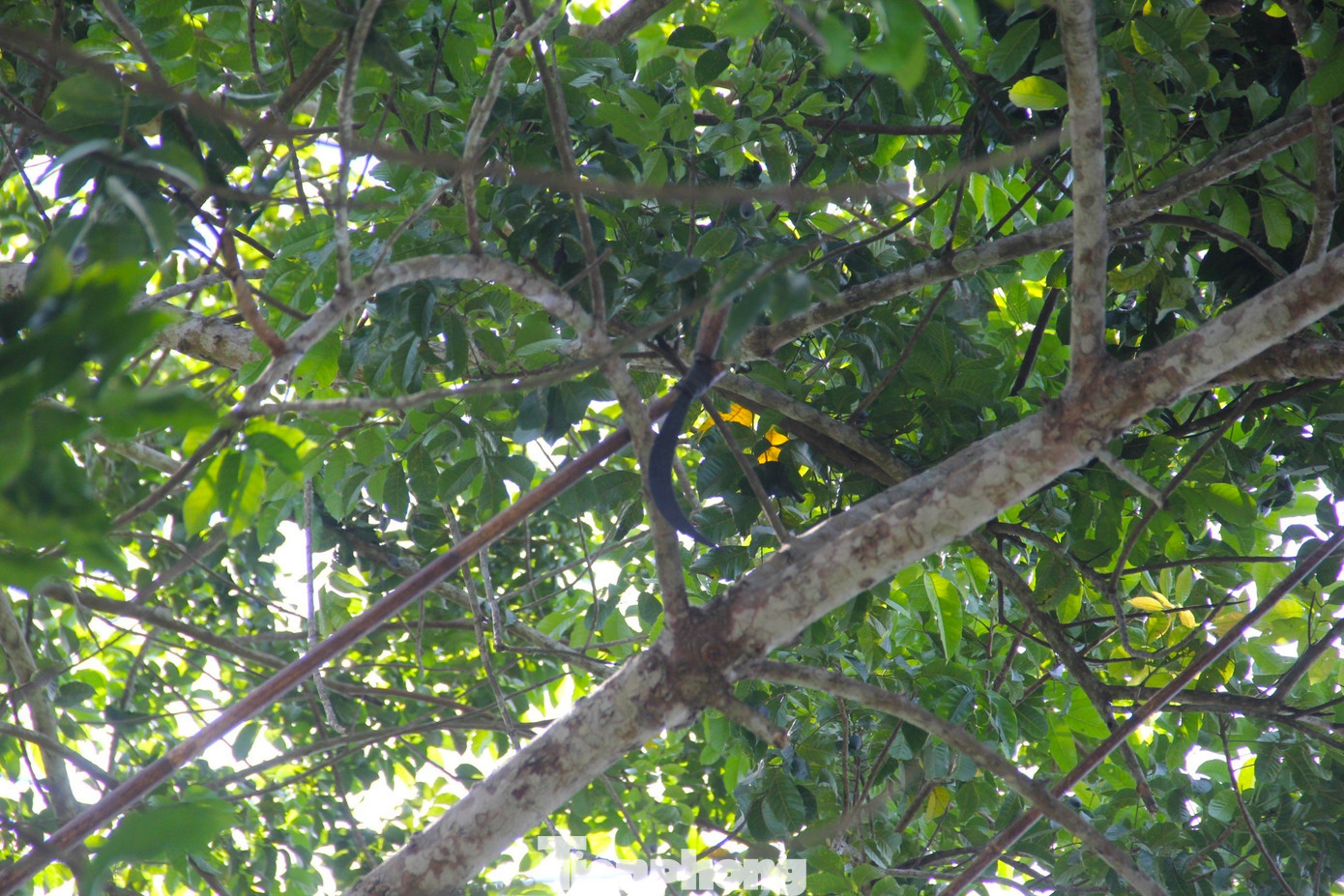 Người hái sẽ tự chế 1 cây sào bằng tre dài. Ở phía đầu có gắn 1 chiếc liềm. Người hái sẽ tự chế 1 cây sào bằng tre dài. Ở phía đầu có gắn 1 chiếc liềm.