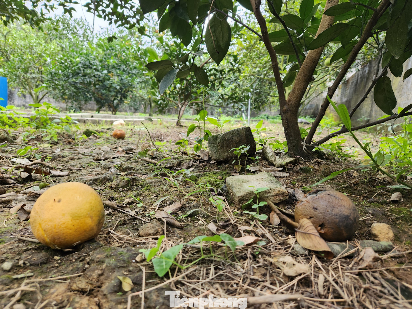 Cam rụng nhiều, hàng ngày bà Thủy phải ra vườn kiểm tra rồi thu gom vào chậu để ủ làm phân bón cho cây. "Tiếc lắm, cam trên cây vẫn còn nhưng nhiều quả cứ có dấu hiệu hỏng. Cam hỏng chỉ có bỏ làm phân bón", bà Thủy chia sẻ.
