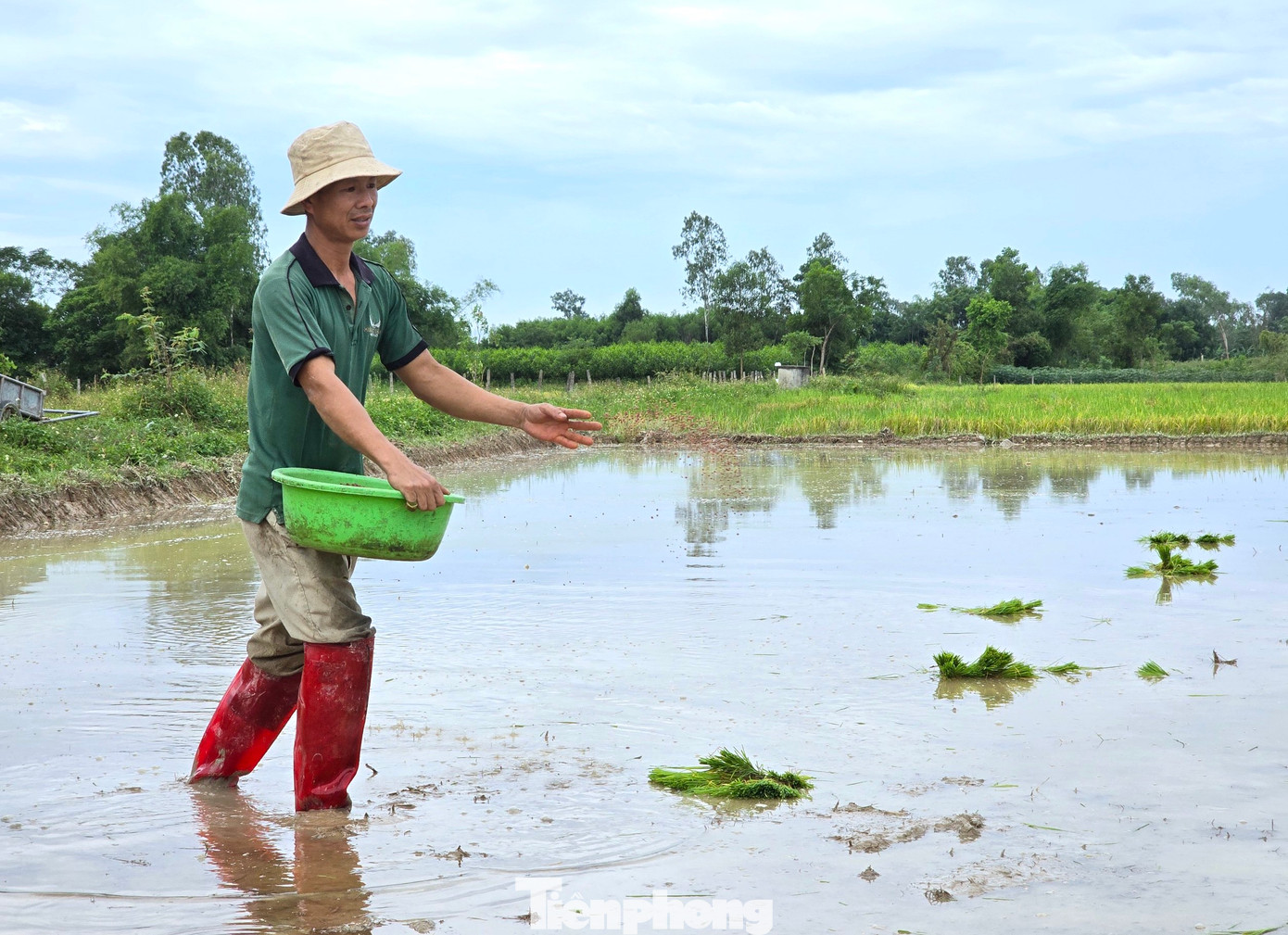 Rồi khẩn trương bón phân để cấy lúa.