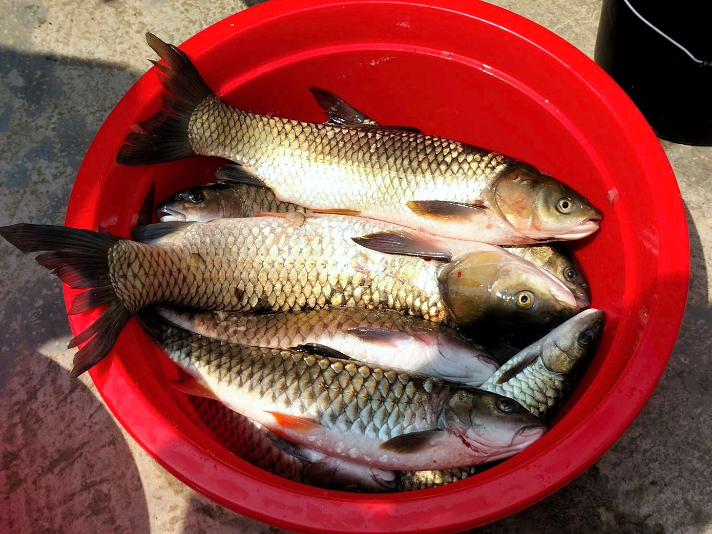 Sau hơn 2 giờ đồng hồ thi bắt cá, các đội đã mang cá về khu vực Ban tổ chức để cân. Kết quả, đội Bắc Sơn giành giải nhất khi bắt được hơn 17 kg cá. Hai đội Tân Sơn và Làng Yên bắt 14-15 kg giành giải nhì và giải ba. Sau khi kết thúc, số cá này sẽ được các đội chia cho thành viên đội mình về làm thức ăn.