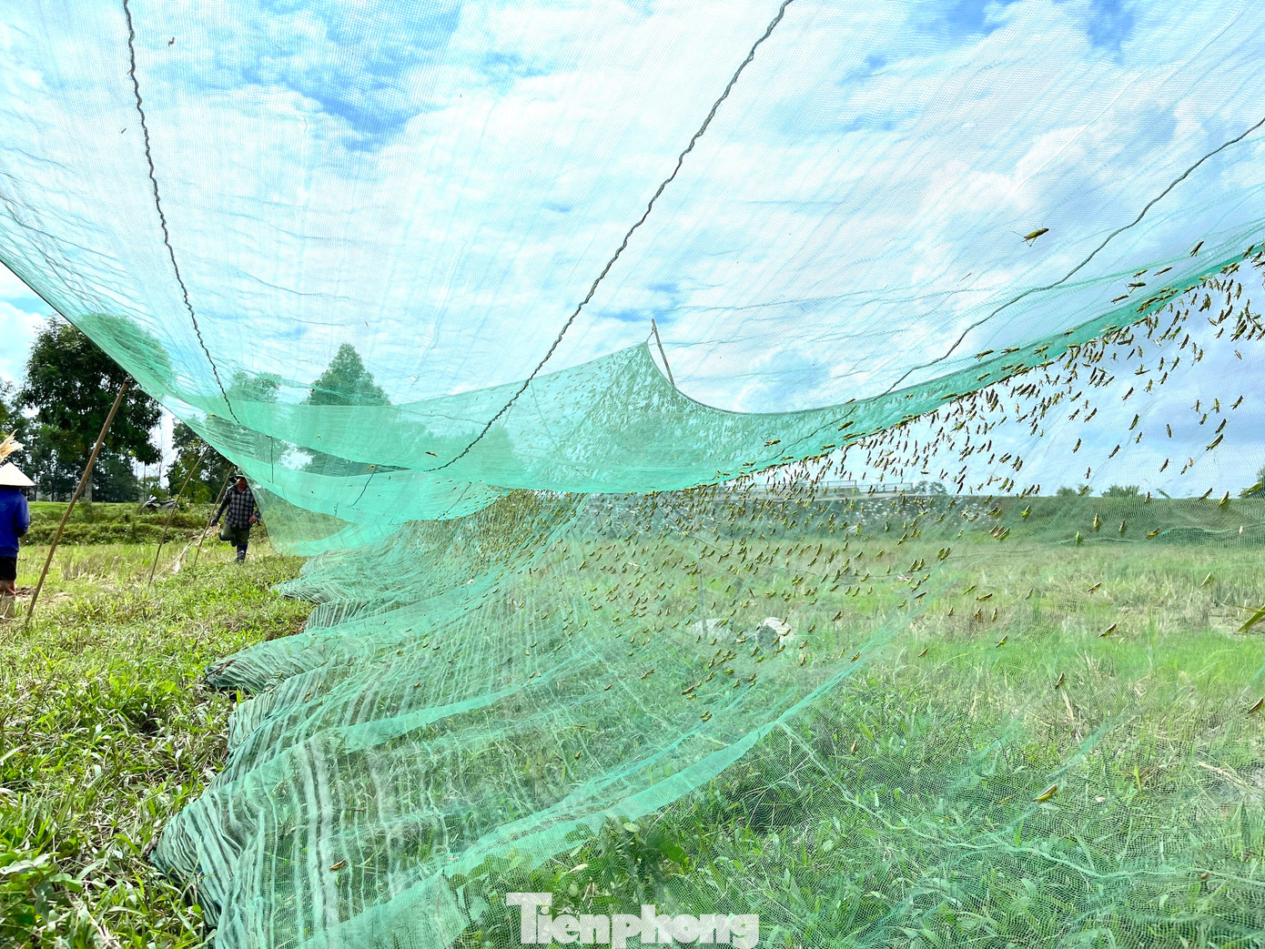 Đàn châu chấu bị mắc lưới.