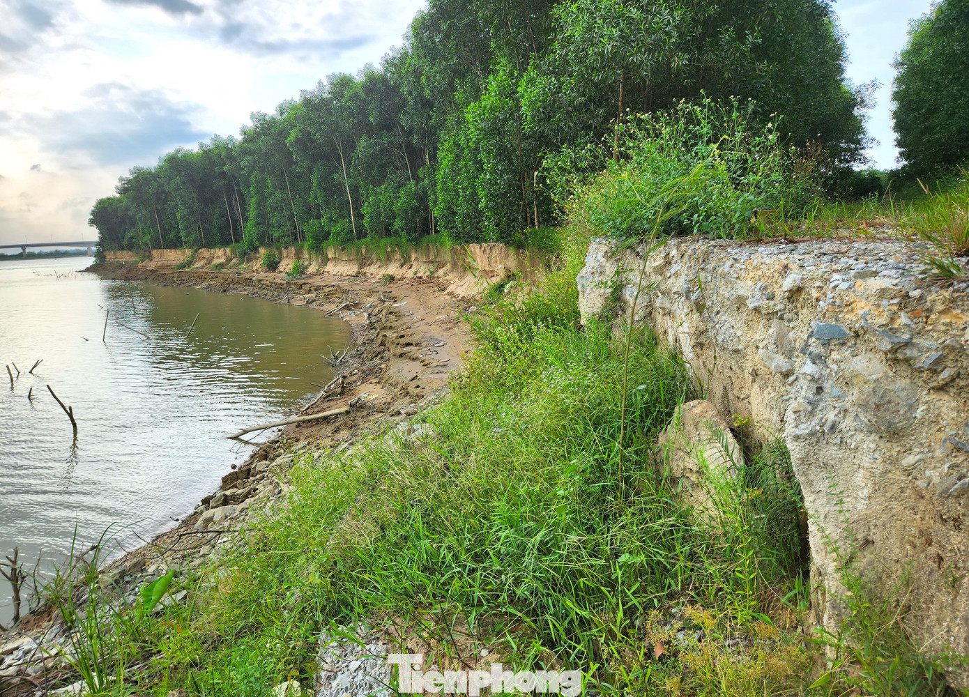 Mép bờ sông bị sạt lở sâu hơn 2m, nhiều đoạn bị sạt lở tạo thành hàm ếch.