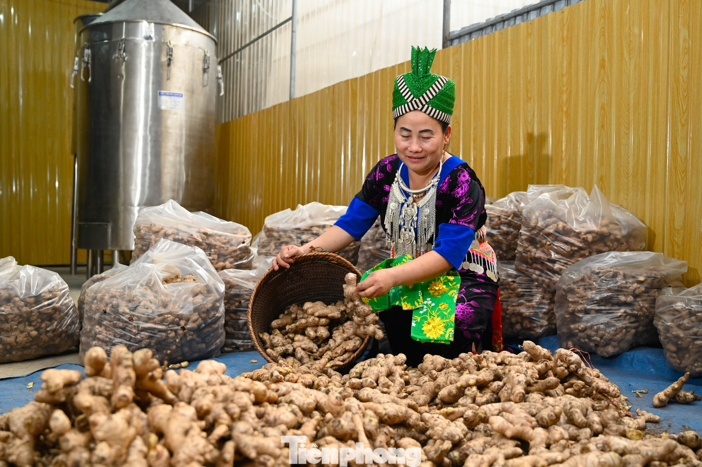 Diện tích lớn, sản lượng cao nên có lúc giá gừng xuống thấp. Trung bình gừng được bán với giá 10-15 nghìn đồng/1kg. Có lúc giá gừng xuống thấp 4-5nghìn đồng nhưng cũng có lúc tăng cao lên 30-40 nghìn đồng/1kg.