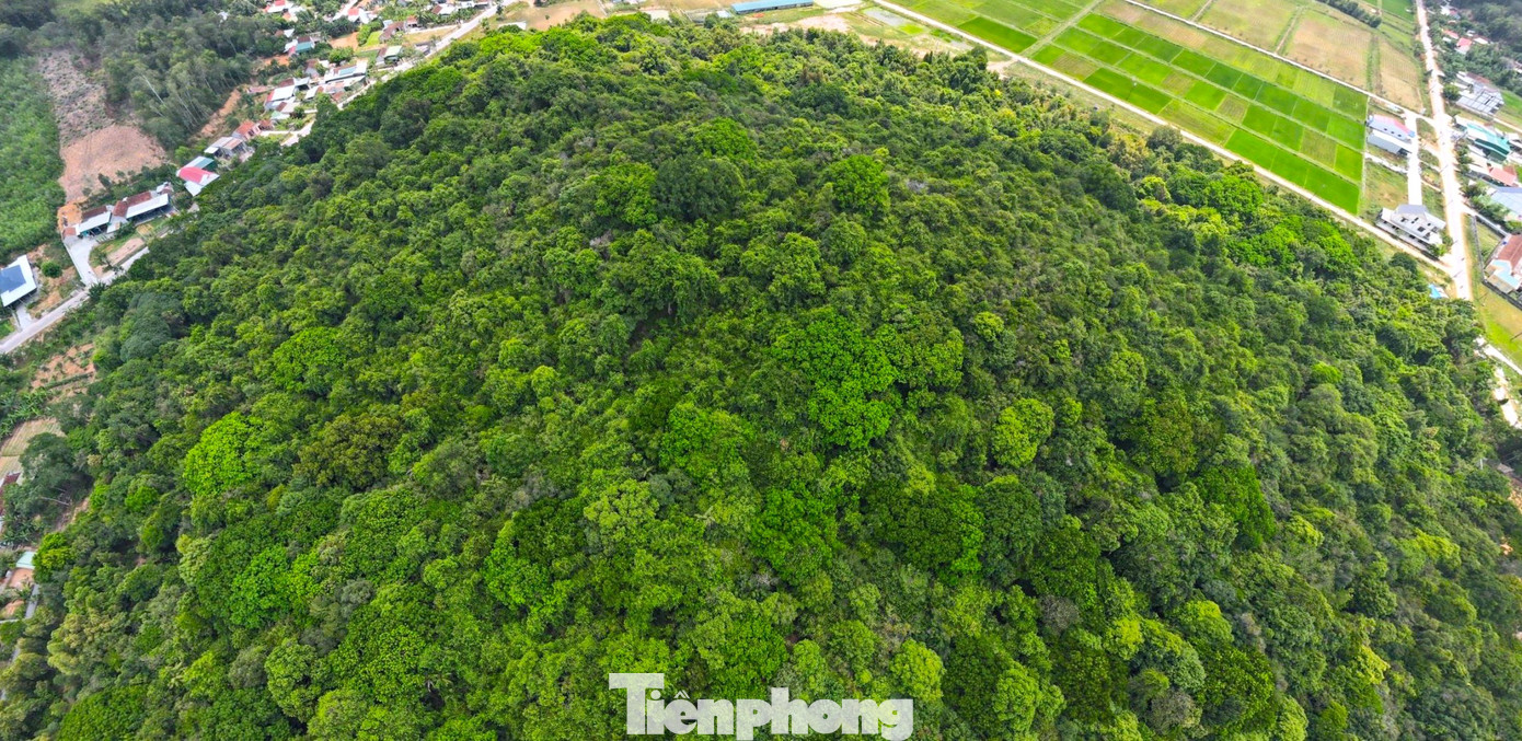 Từ trên cao, cả khu rừng xanh mướt một màu. Trước đây, khu rừng lim do chính quyền xã Hậu Thành trực tiếp quản lý. Tuy nhiên từ năm 2017, khu rừng này được chuyển giao cho lâm nghiệp huyện quản lý và trông coi.