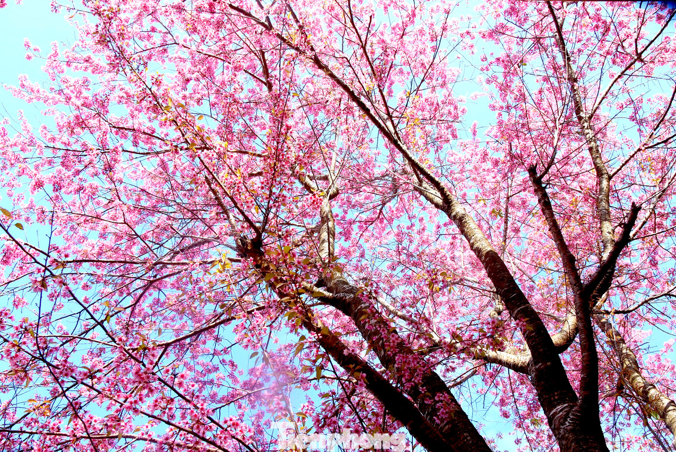 Ngày nay, những cây hoa anh đào được trồng ở điểm trường Phà Nọi đã cao lớn. Có những cây cao hơn 4m, tán rộng lớn đến 10m.