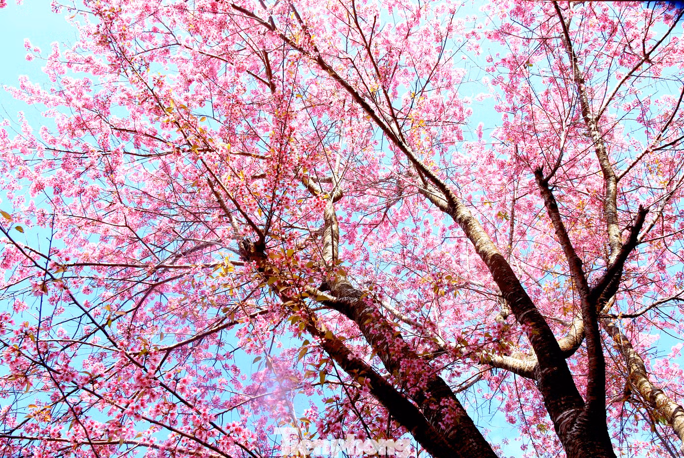 Ngày nay, những cây hoa anh đào được trồng ở điểm trường Phà Nọi đã cao lớn. Có những cây cao hơn 4m, tán rộng lớn đến 10m.