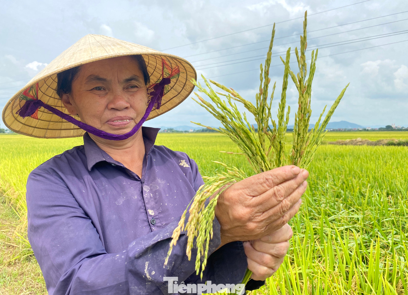 Theo bà Liệu, tình trạng lúa bị lép hạt xảy ra hầu hết trên các cánh đồng ở xã Viên Thành (huyện Yên Thành). Tuy nhiên, tùy vào từng giống lúa mà hạt lép trên bông nhiều hay ít. “Có nhiều giống lúa thì bị nặng, nhưng cũng có những giống lúa bị khoảng 40%”, bà Liệu nói.