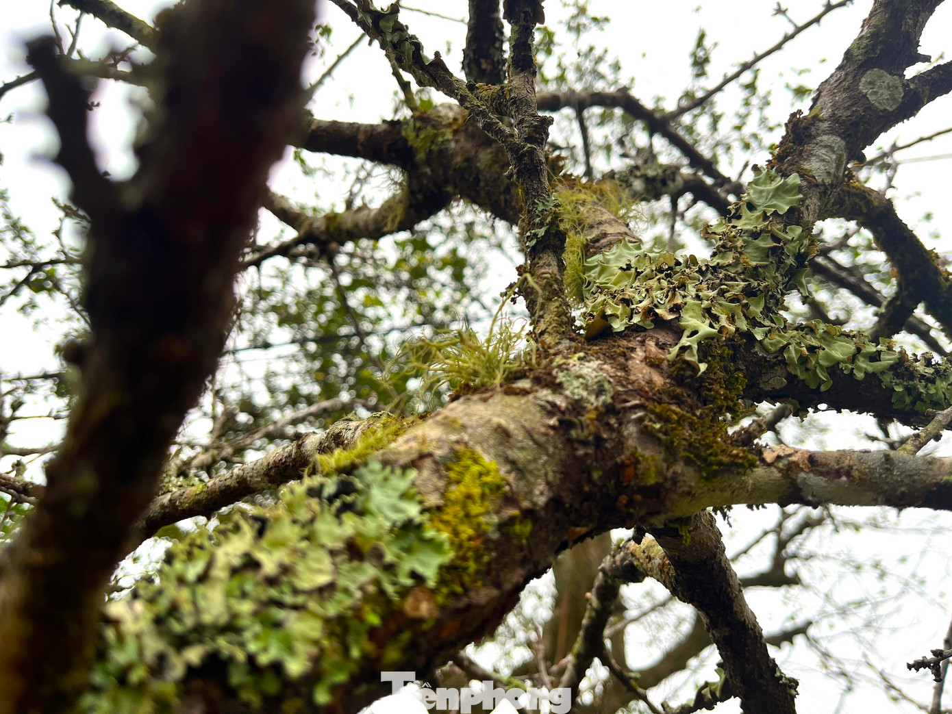 Trên thân cây đào đá có rêu, địa y bám kín cành.