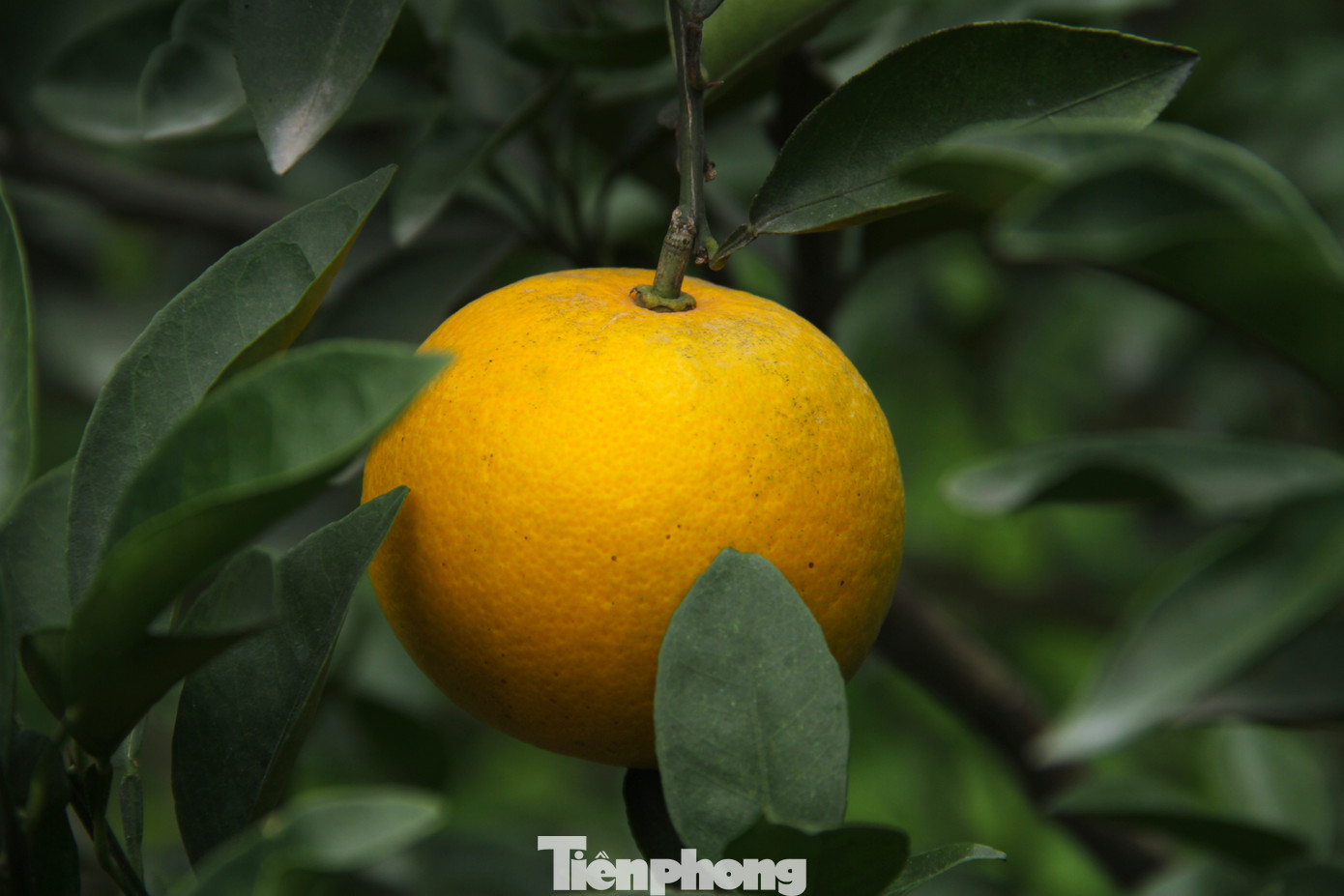 Một quả cam Xã Đoài có giá bằng 2kg cam Vinh bình thường nhưng vẫn thu hút khách đến mua. Ông Nguyễn Văn Hạnh cho biết, khách đến vườn ông thường là khách quen mua để biếu người thân. Một số đã đặt cọc tiền chờ đến Tết Nguyên đán sẽ cắt để biếu hoặc làm đồ lễ.