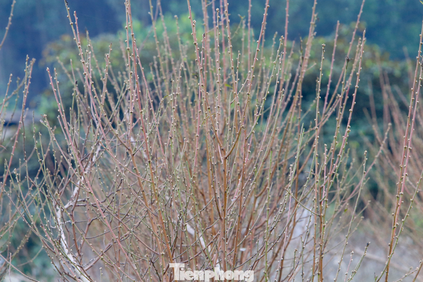 Sau khi tuốt lá khoảng 1 tuần, những cây đào sẽ bật nụ và bắt đầu cho hoa.