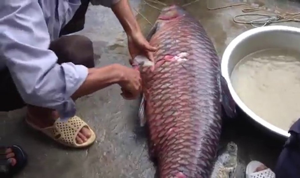Trong mật cá có độc nên bác sỹ khuyến cáo người dân không được sử dụng mật cá. (Ảnh minh họa).