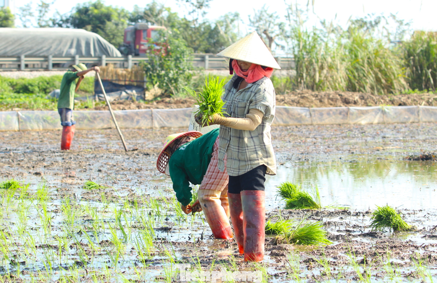 Cúi cấy nhiều mệt, thỉnh thoảng những người thợ lại phải đứng dậy để hít thở cho thẳng lưng rồi mới tiếp tục cúi xuống cấy lúa.