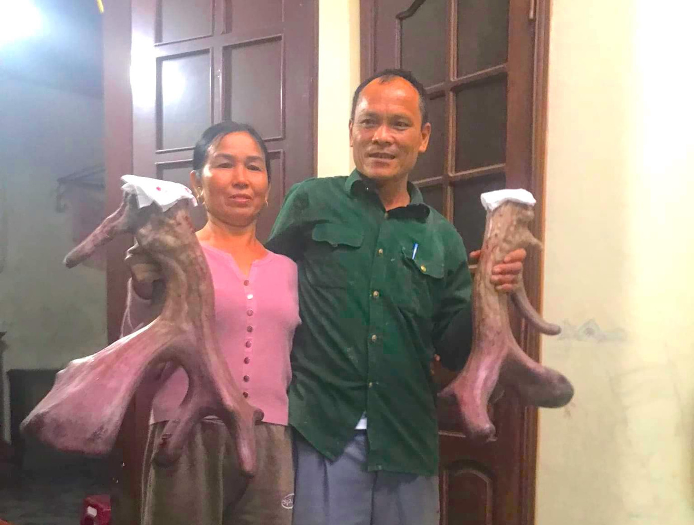 Cặp nhung nai "khủng" của gia đình ông Thuận vừa thu hoạch, được nhận định là cặp nhung nai to nhất trong năm vừa qua ở huyện Quỳnh Lưu. Cặp nhung nai "khủng" của gia đình ông Thuận vừa thu hoạch, được nhận định là cặp nhung nai to nhất trong năm vừa qua ở huyện Quỳnh Lưu.