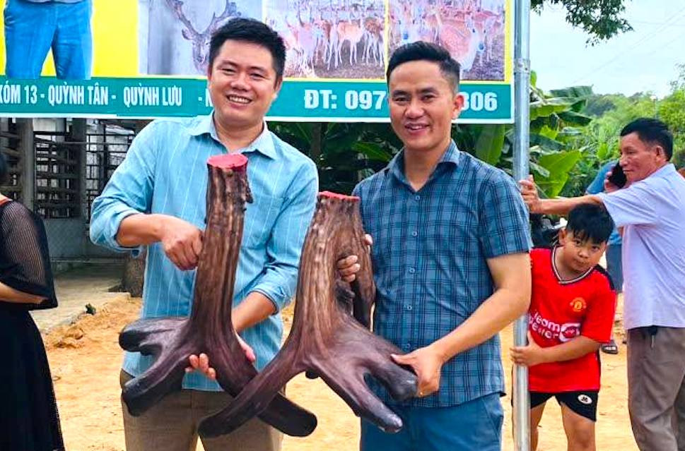 Cặp nhung nai khủng nặng 11,7kg được anh Sinh cắt và bán với giá hơn 93 triệu đồng.