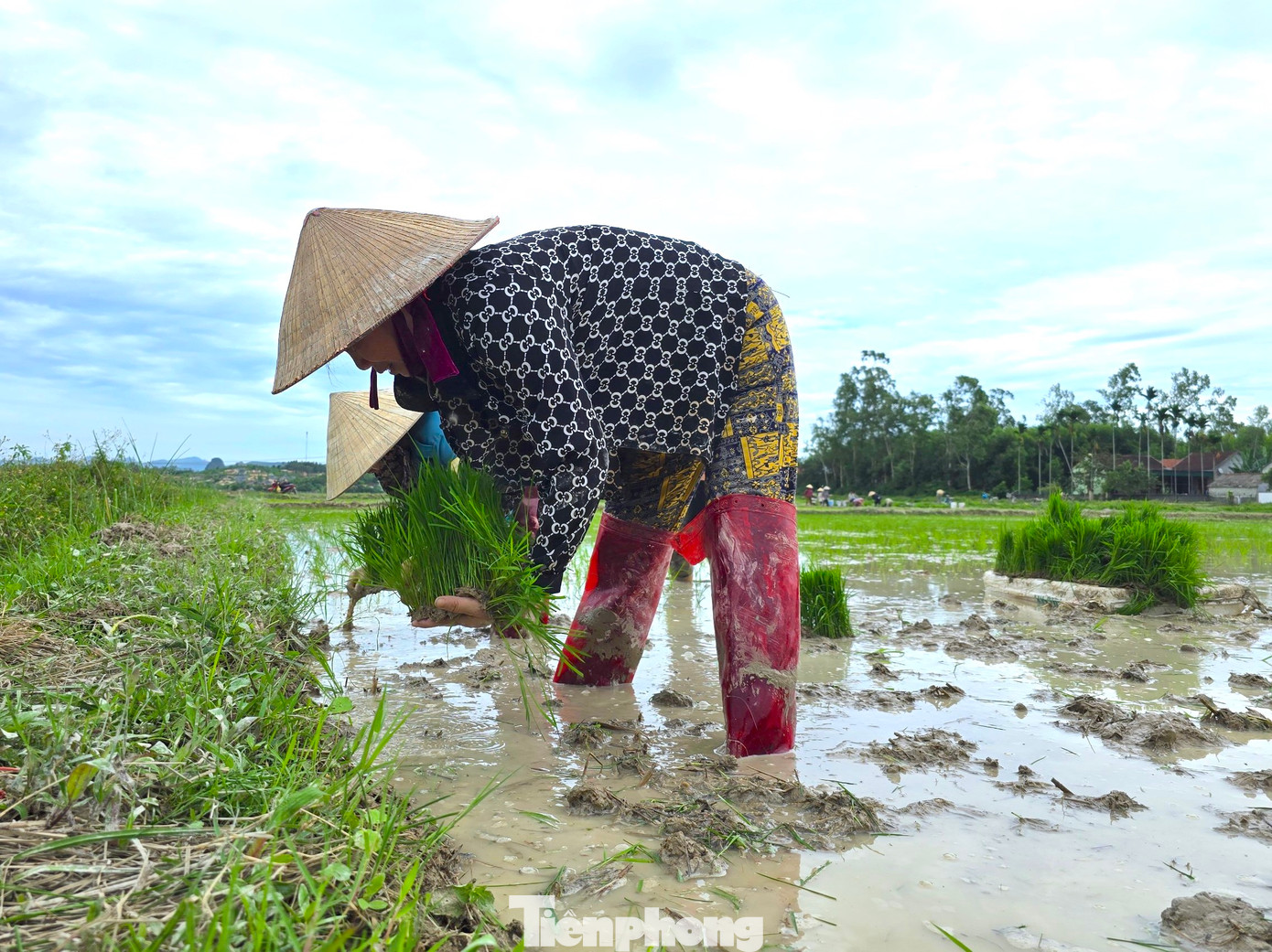 Được biết vụ Hè Thu năm nay, tỉnh Nghệ An phấn đấu gieo cấy gần 57.000 ha lúa. Tính đến thời điểm hiện tại, toàn tỉnh đã gieo cấy được gần 16.000 ha, chủ yếu ở các huyện Yên Thành, Quỳnh Lưu, Diễn Châu, Hưng Nguyên, Thanh Chương, Nam Đàn....