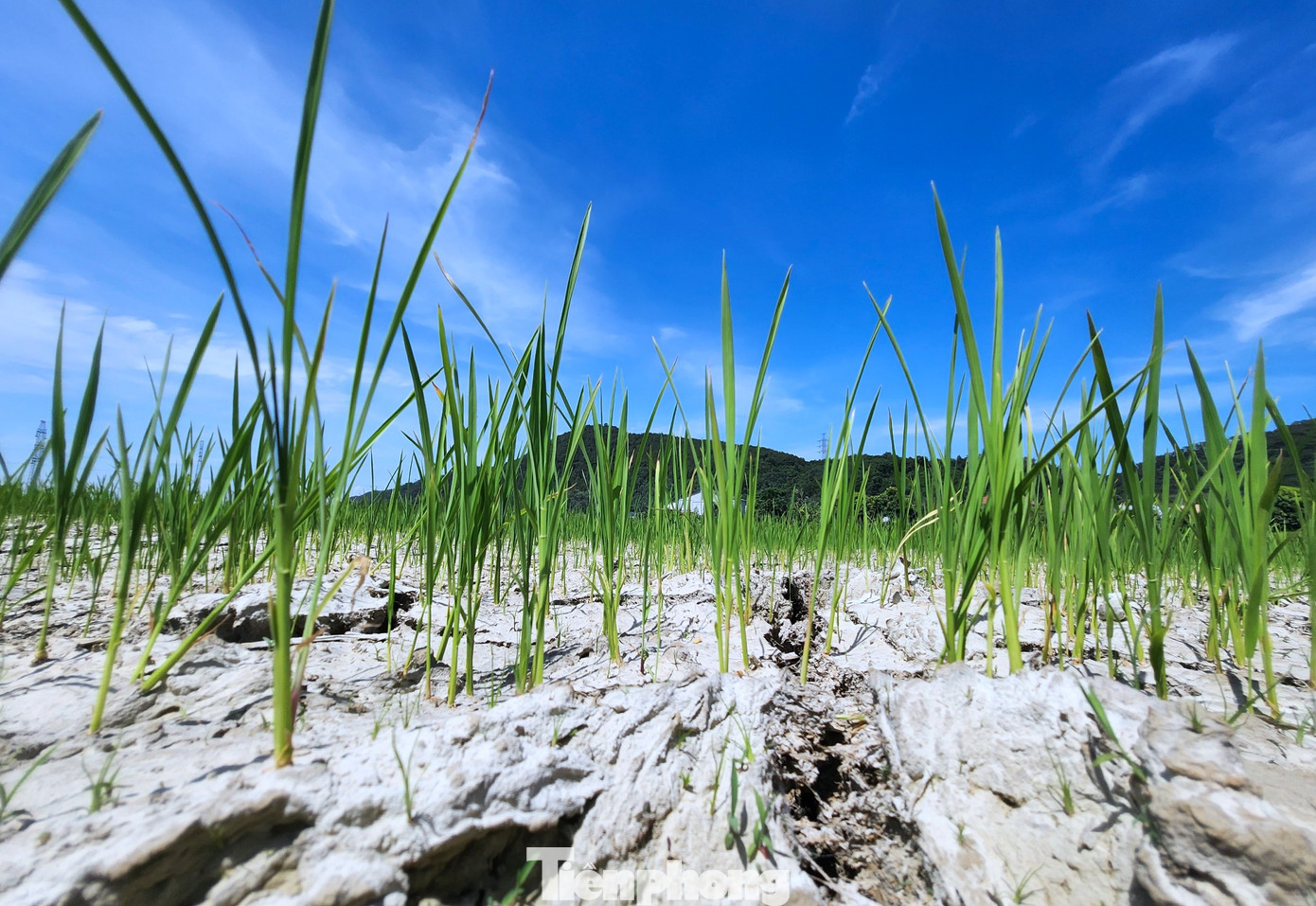 Được biết vụ hè thu năm 2024, toàn huyện Nghi Lộc gieo cấy khoảng 4.900 ha lúa. Với tình trạng nắng nóng kéo dài, ruộng đồng khô hạn khiến người dân lo lắng mất mùa.