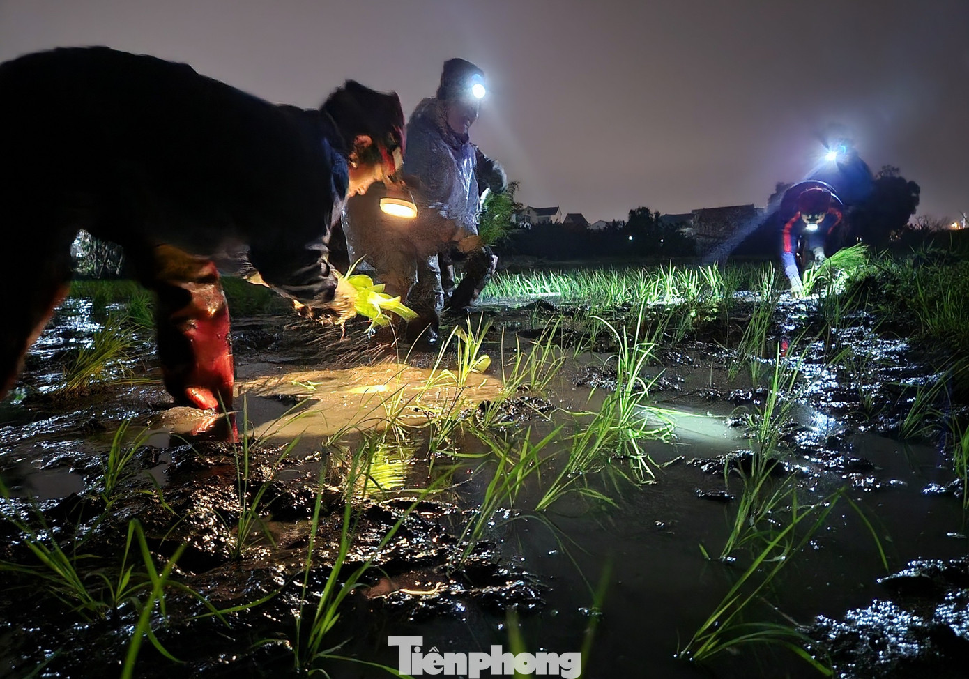 Cả ngày cúi để cấy lúa, đêm về nhiều người không ngủ được vì quá mệt, đau lưng.