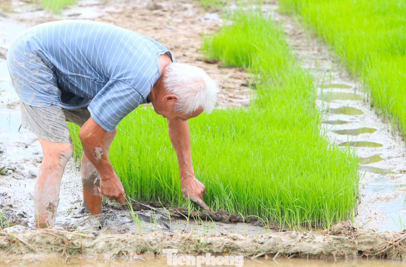 Dù tuổi cao sức yếu nhưng thiếu người cấy nên vợ chồng ông Ngà phải lội xuống ruộng nhổ mạ.