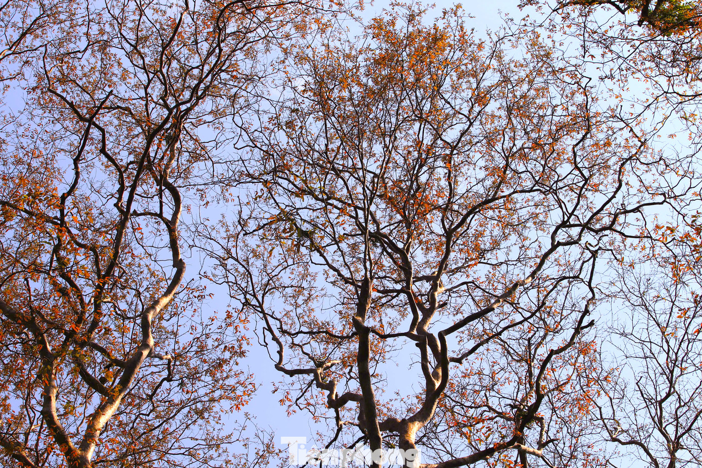 Đứng dưới mặt đất nhìn ngược lên, ngọn cây săng lẻ rụng lá chằng chịt giữa bầu trời. Đứng dưới mặt đất nhìn ngược lên, ngọn cây săng lẻ rụng lá chằng chịt giữa bầu trời.