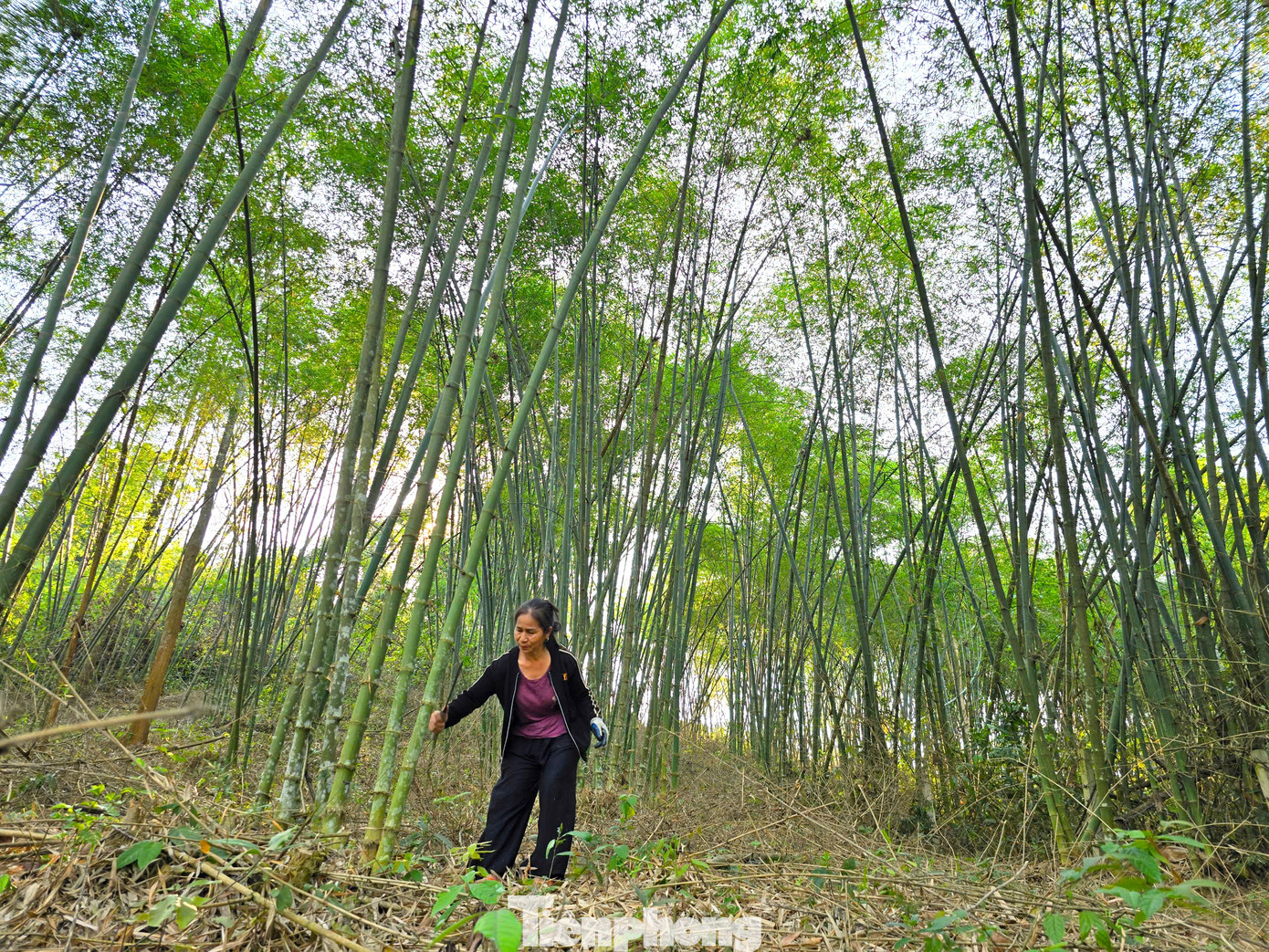 Bà Lô Thị Hằng (54 tuổi, trú xã Tam Quang) cho hay, trồng tre mét có nhiều ưu thế hơn so với các loại cây lấy gỗ khác. Tre mét chỉ cần trồng một lần rồi thu hoạch hàng chục năm mà không tốn công chăm sóc. Với gần 3ha tre mét, mỗi năm vợ chồng bà Hằng thu về từ 30-35 triệu đồng. Bà Lô Thị Hằng (54 tuổi, trú xã Tam Quang) cho hay, trồng tre mét có nhiều ưu thế hơn so với các loại cây lấy gỗ khác. Tre mét chỉ cần trồng một lần rồi thu hoạch hàng chục năm mà không tốn công chăm sóc. Với gần 3ha tre mét, mỗi năm vợ chồng bà Hằng thu về từ 30-35 triệu đồng.