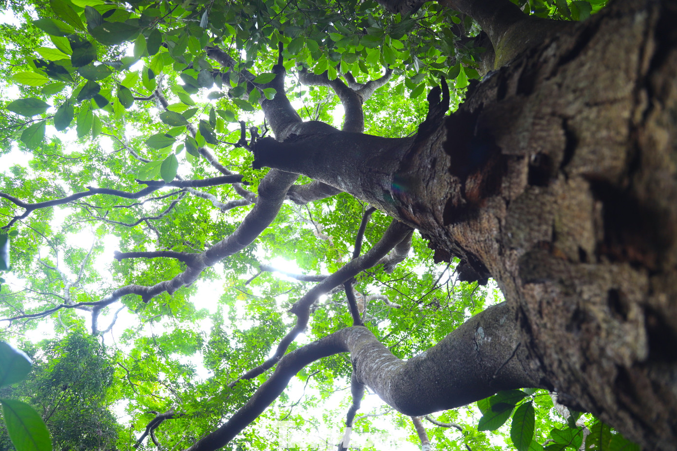 Những cây lim xanh cổ thụ sừng sững với đất trời.