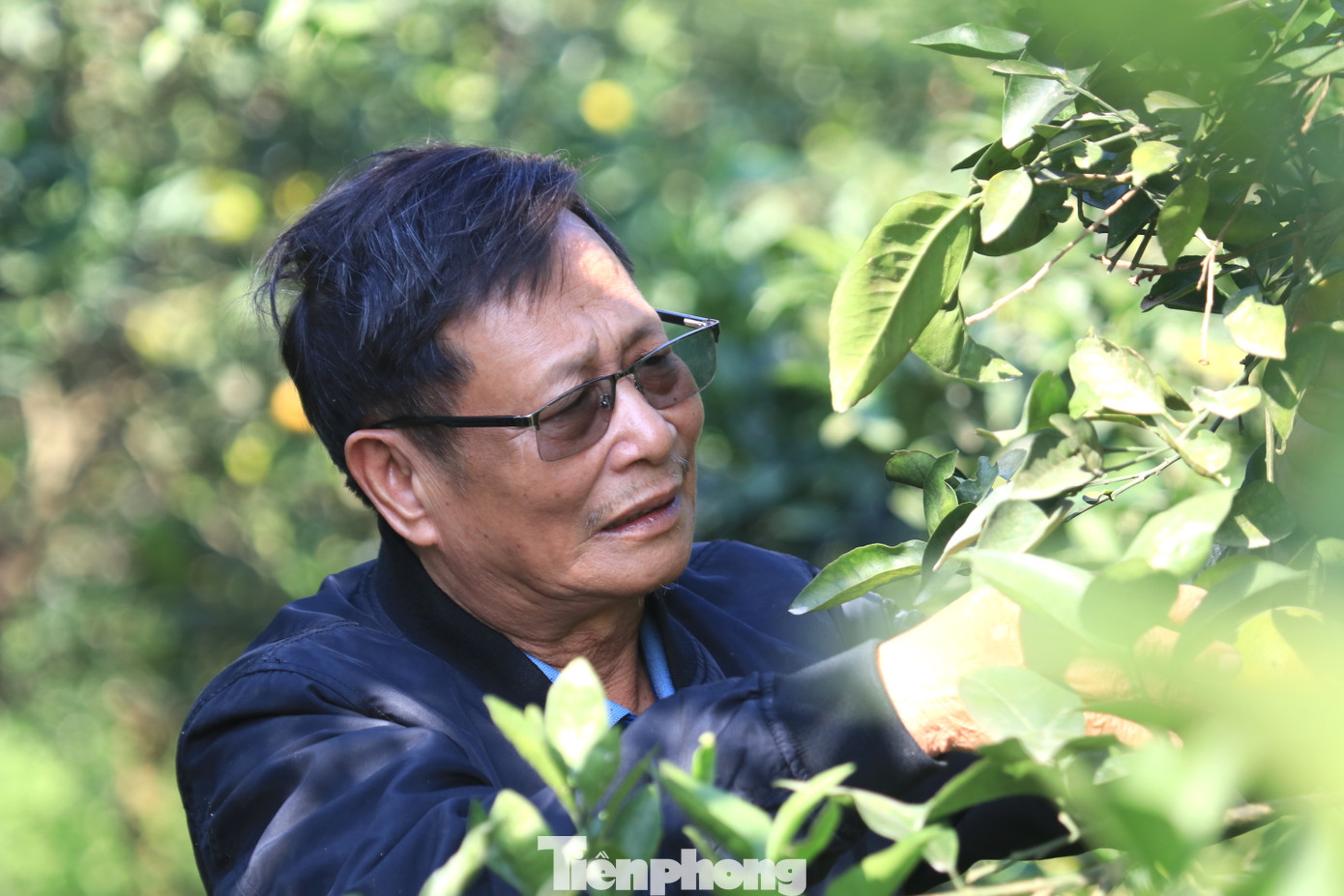 Khi thấy hiện tượng cam rụng, ông Biên bắt đầu ra vườn tìm hiểu và phát hiện đợt rét về sớm và có hiện tượng sương muối. Với kinh nghiệm hơn chục năm trồng cam của mình, ông Biên khẩn trương lắp đặt hệ thống tưới nước để rửa cho cây cam. Cùng với đó ông chăm sóc, bổ sung thêm chất vào đất.