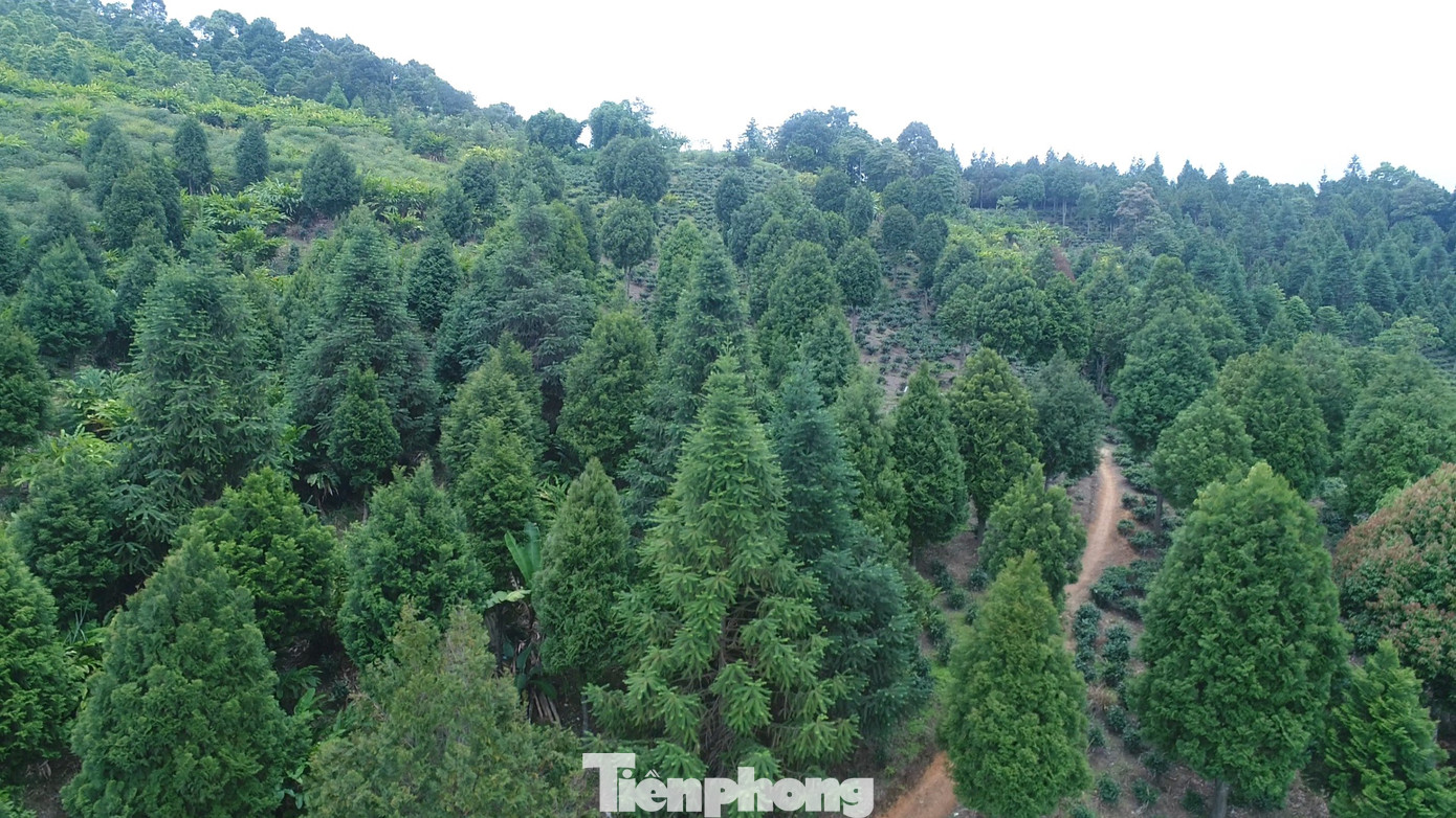 Cánh rừng gỗ quý Pơ-mu trên địa bàn xã Tây Sơn, huyện Kỳ Sơn (Nghệ An) rộng cả trăm ha.