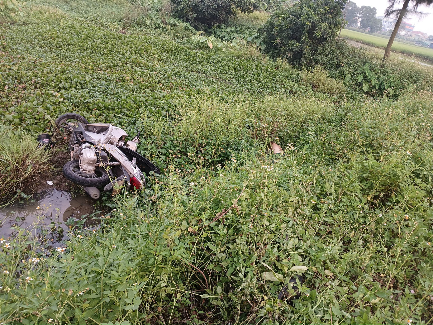 Hiện trường phát hiện chiếc xe máy và thi thể nam thanh niên dưới ruộng nước.