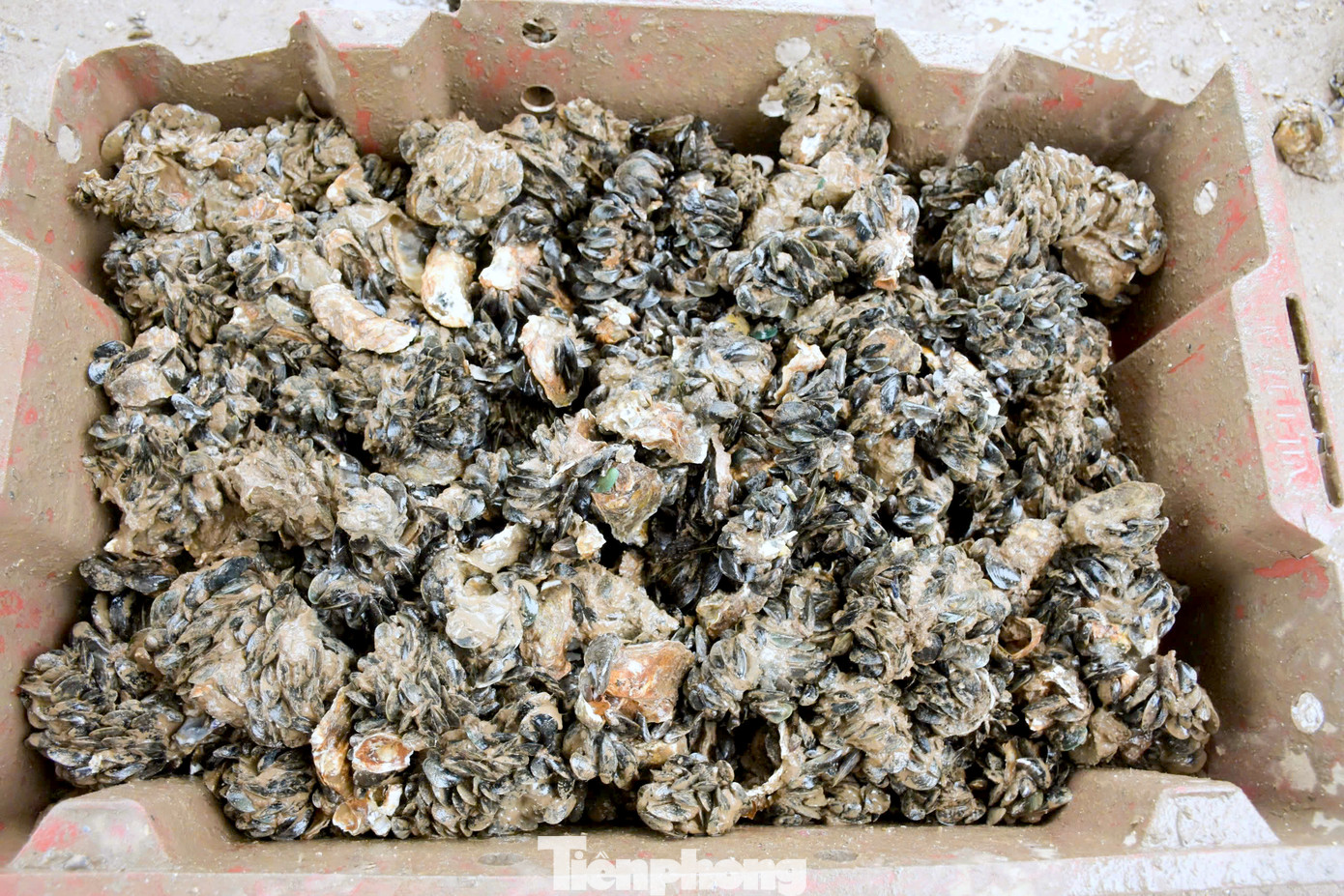 Những con vẹm đen được cạy và gom lại thành từng khay.