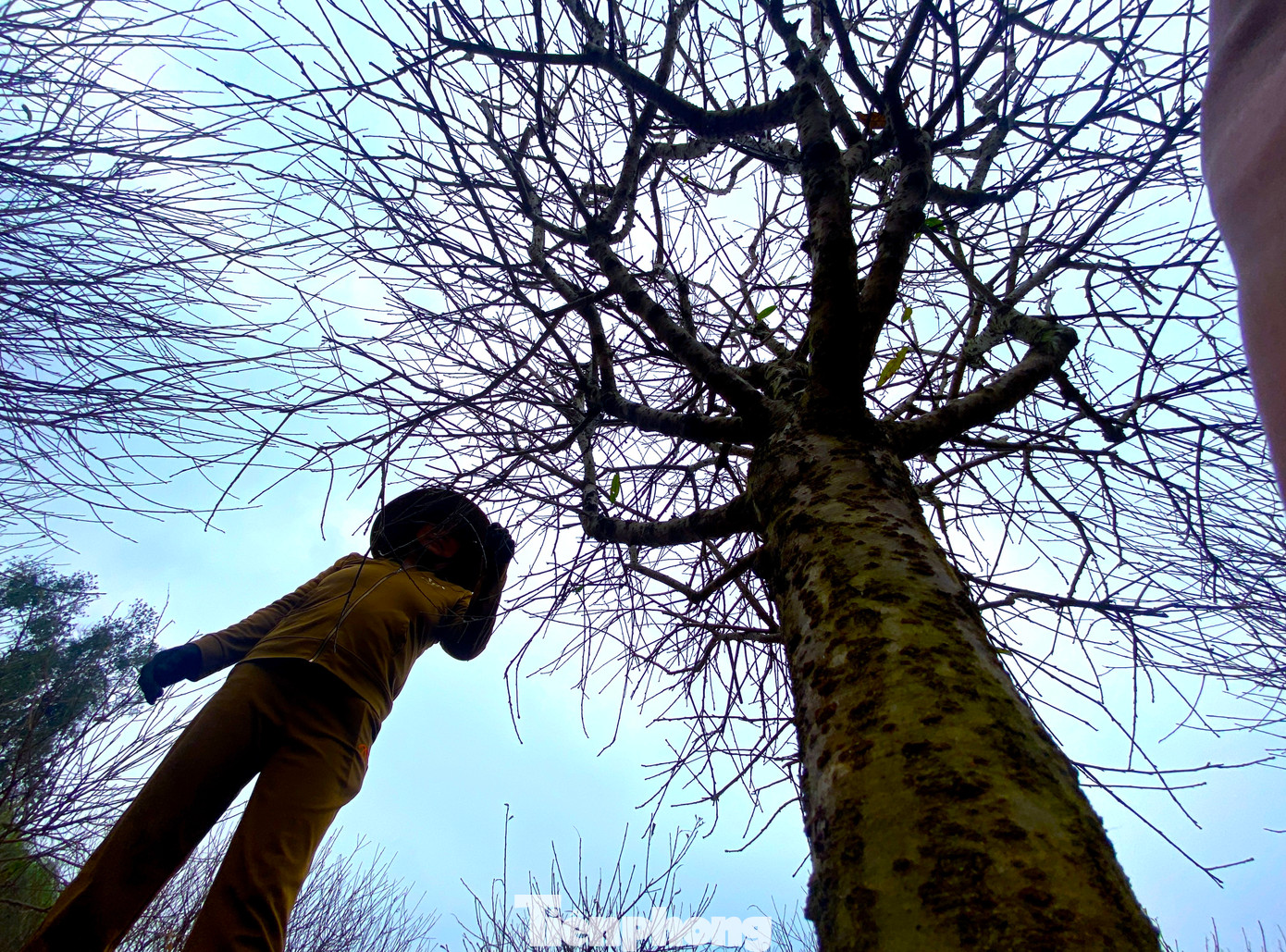 "Việc tuốt lá không khó nhọc nhưng tốn nhiều thời gian và tỉ mỉ vì làm hoàn toàn bằng thủ công. Mình phải tuốt từ cành nhỏ, cành non rồi mới đến cành già. Làm không cẩn thận thì cành cây gãy sẽ xấu và bán không được giá. Đặc biệt, việc tuốt lá phải dựa vào thời tiết từng năm. Nếu không chuẩn, hoa của đào sẽ ra trước hoặc sau Tết thì xem như vụ đó mất mùa", bà Phượng nói và cho hay, năm nay thời tiết không lạnh nên tuốt lá chậm hơn những năm trước.