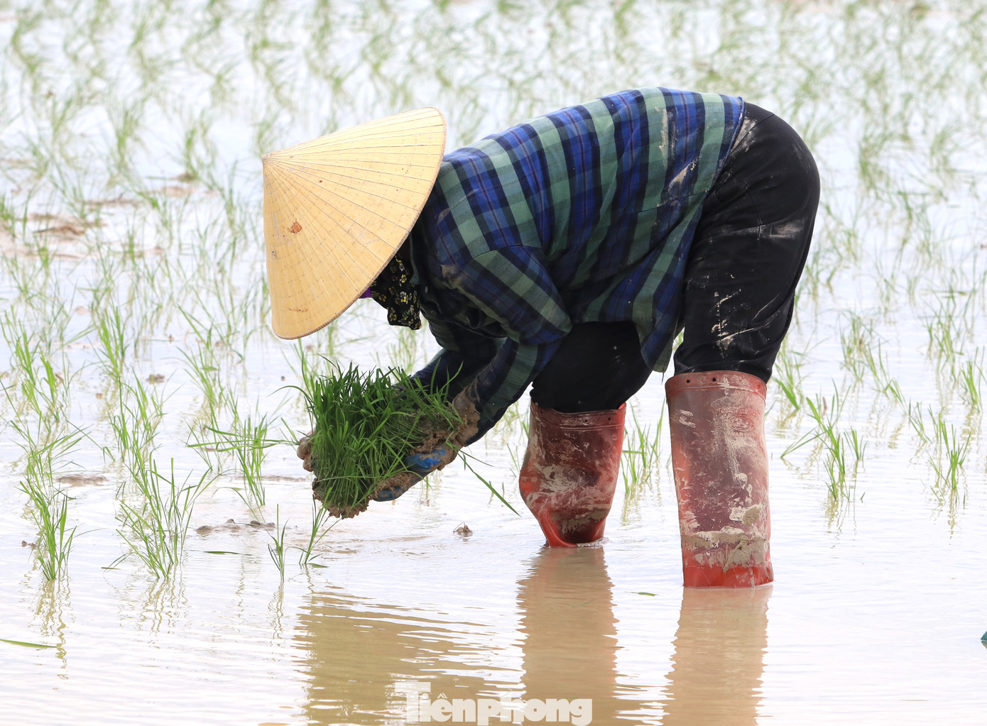 Người thợ một tay đỡ những bó mạ, tay còn lại thoăn thoắt chẻ từng cây ra rồi găm sâu xuống lớp bùn đất.