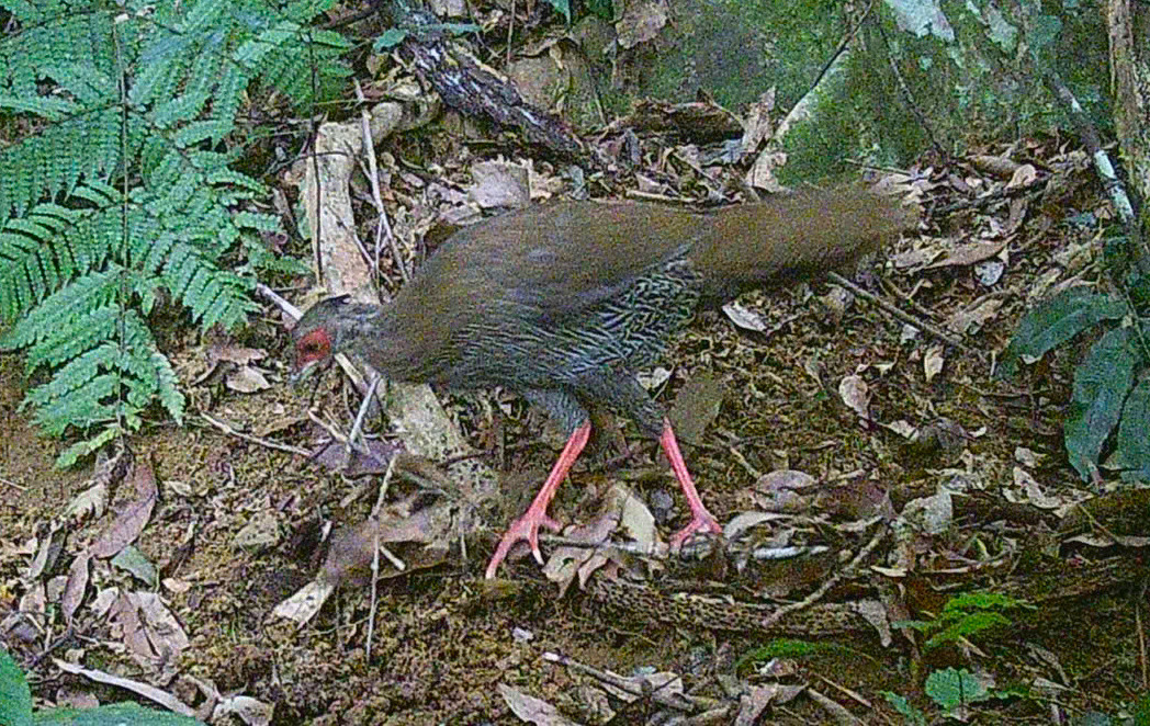 Gà tiền mặt vàng được phát hiện thông qua đặt bẫy ảnh.