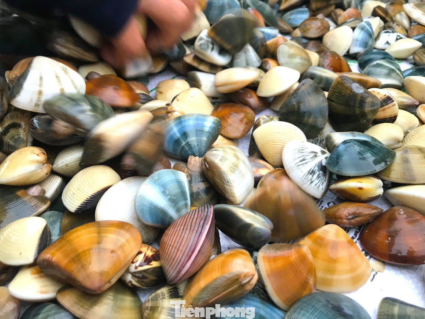 Loài hải sản này có hình dáng giống ngao, tuy nhiên thân hình nhỏ hơn, dẹt hơn, thân vỏ có nhiều hoa văn mà không trơn bóng như ngao. Trước kia, hải sản này hay dùng để nấu canh, hoặc lấy phần thịt bên trong để nấu cháo ăn rất ngon, ngọt, thơm. Theo người dân nơi đây, chem chép có nhiều loại. Nếu chem chép có vỏ mỏng, dài thì giá trị sẽ cao hơn. Tuy nhiên vì kích thước nhỏ nên quá trình chế biến tốn thời gian hơn so với ngao hoặc sò. Loài hải sản này có hình dáng giống ngao, tuy nhiên thân hình nhỏ hơn, dẹt hơn, thân vỏ có nhiều hoa văn mà không trơn bóng như ngao. Trước kia, hải sản này hay dùng để nấu canh, hoặc lấy phần thịt bên trong để nấu cháo ăn rất ngon, ngọt, thơm. Theo người dân nơi đây, chem chép có nhiều loại. Nếu chem chép có vỏ mỏng, dài thì giá trị sẽ cao hơn. Tuy nhiên vì kích thước nhỏ nên quá trình chế biến tốn thời gian hơn so với ngao hoặc sò.