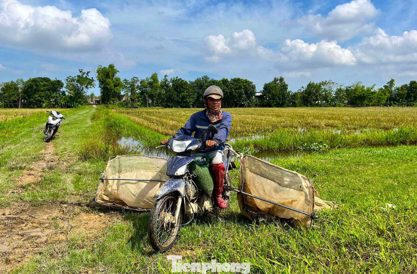 Những thợ săn sau đó chạy xe máy trên cánh đồng để bắt châu chấu.