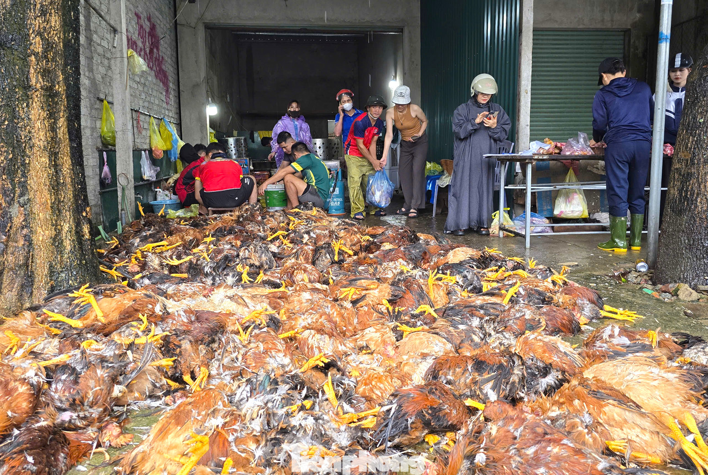 Số gà bị chết nặng khoảng 23 tấn, ước tính thiệt hại khoảng 1,5 tỉ đồng.