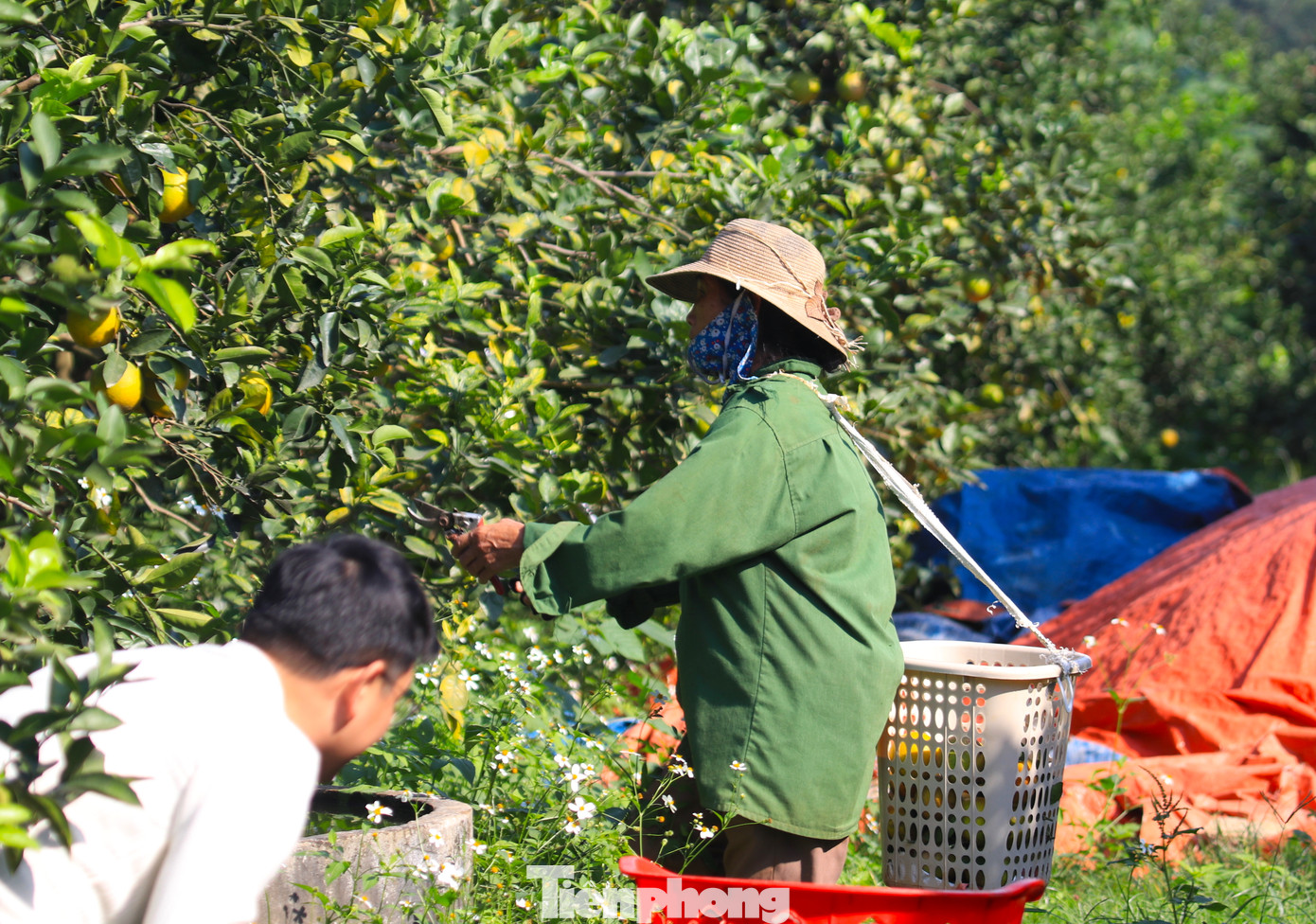 Hàng ngày, ông Biên thuê 2-3 người về thu hoạch bán cho khách với trung bình từ 1-2 tạ cam mỗi ngày.