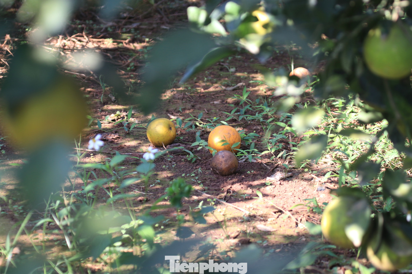 “Năm nay thấy cây cam rất lạ. Thông thường chỉ ra hoa 1 đợt thì năm nay ra hoa 2 đợt nhưng không đậu quả nhiều. Khi chăm sóc quả cam bắt đầu to thì lại rụng. Từ tháng 7,8,9 âm lịch, cam rụng hàng loạt, trông mà xót”, ông Biên cho hay, nguyên nhân dẫn đến tình trạng rụng cam phần lớn do khí hậu, sương muối và phần còn lại do côn trùng, sâu bọ.