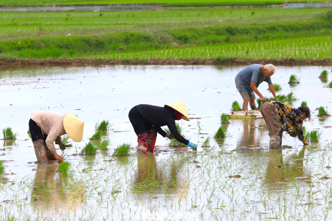 Rồi cùng mọi người cấy để nhanh chóng hoàn thành vụ mùa sớm.