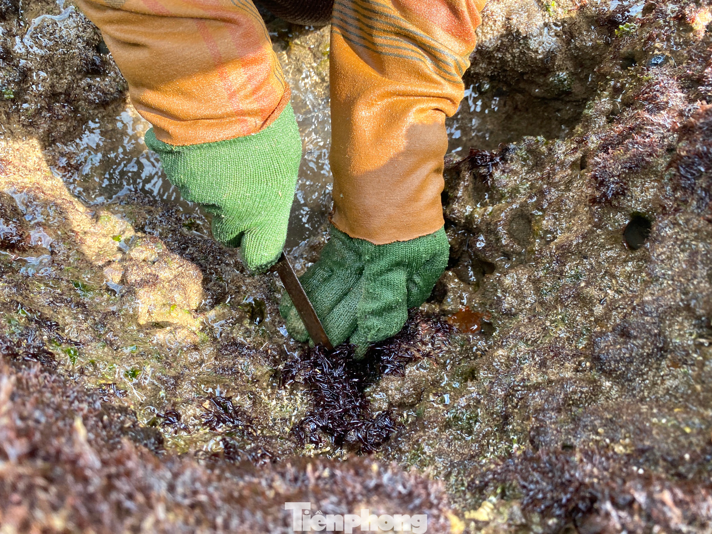 Ngoài loại rong sống dưới nước còn có loại rau bám ở các vách, kẽ đá. Người dân muốn thu hoạch phải nhìn thật kỹ mới phát hiện. Ở mỗi vách đá, loại rau này chỉ mọc lên một nhúm. Người dân phải dùng dụng cụ nạo để lấy được loại rau này. Ngoài loại rong sống dưới nước còn có loại rau bám ở các vách, kẽ đá. Người dân muốn thu hoạch phải nhìn thật kỹ mới phát hiện. Ở mỗi vách đá, loại rau này chỉ mọc lên một nhúm. Người dân phải dùng dụng cụ nạo để lấy được loại rau này.