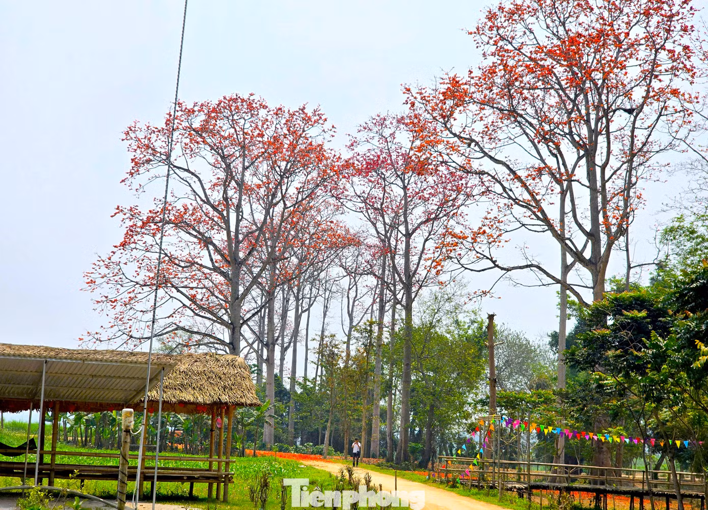 Xã Tam Đỉnh (huyện Anh Sơn, Nghệ An) được xem là nơi có nhiều cây hoa gạo nhất với hàng trăm cây đang kỳ trổ bông.