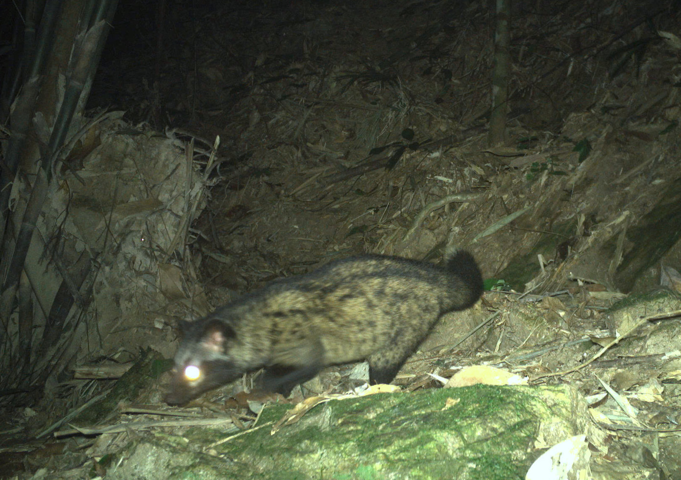 Nhiều loài động vật hoang dã quý hiếm được phát hiện trong rừng thông qua việc bẫy ảnh.