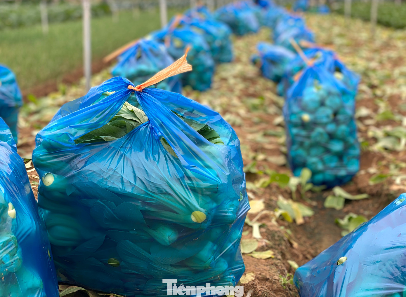 "Rau được mùa, năng suất cao lại được giá nên người dân rất phấn khởi bám đồng ruộng. Vậy là tết này có thêm thu nhập để sắm tết cho gia đình", bà Nguyễn Thị Phương (58 tuổi, trú xã Minh Lương) chia sẻ.