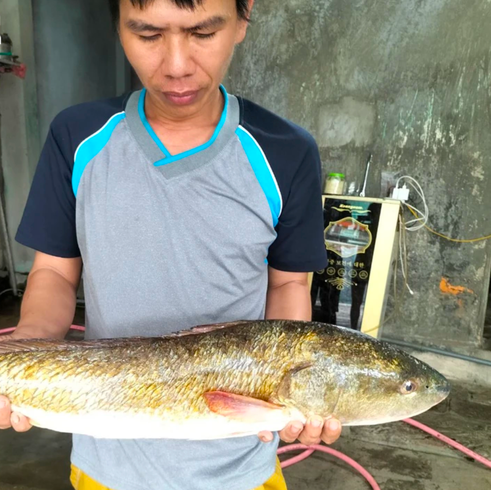 Từ tối 1/9 đến trưa 2/9, có rất đông người dân đến xem khi nghe tin vợ chồng anh Hiếu câu được cá nghi sủ vàng quý hiếm.