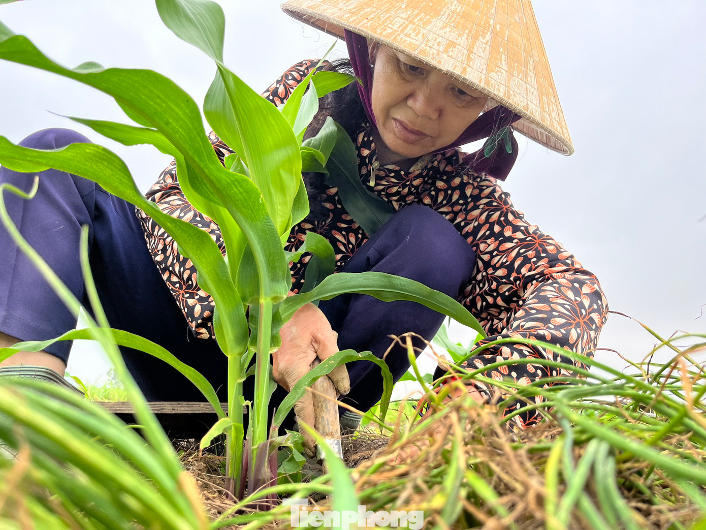 Năm nay, bà Nguyễn Thị Hoan (trú tại xã Nghi Thuận, huyện Nghi Lộc) trồng 3 sào (tương đương 1.500m2) hành tăm. Sau hơn 6 tháng chăm sóc, ruộng hành tăm của gia đình bà đã cho thu hoạch, ước tính đạt trên 1 tấn củ hành. Bà Hoan cho biết, hành tăm được các thương lái thu mua với giá khoảng 50-70 nghìn đồng/1kg. Với giá bán hiện tại, gia đình dự tính sẽ thu về khoảng 50 triệu đồng.
