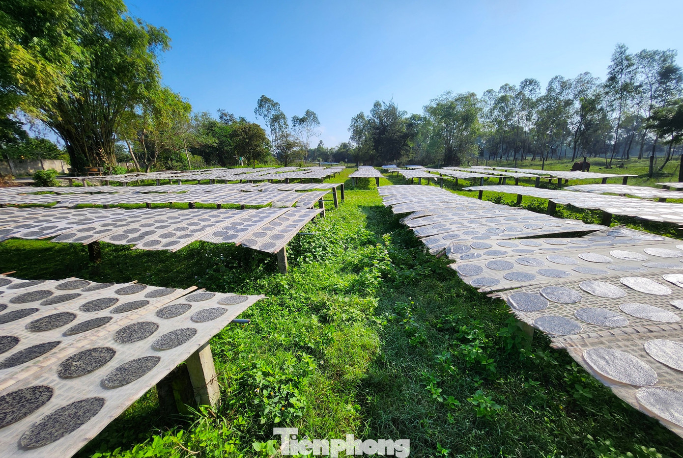 Giàn phơi bánh đa dài bạt ngàn ở làng Tây Lân. Giàn phơi bánh đa dài bạt ngàn ở làng Tây Lân.