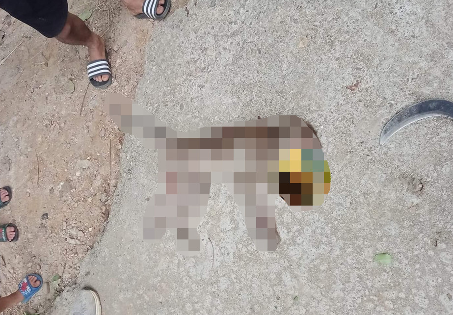 Sau 5 ngày vào khu vực dân cư quấy phá, con khỉ đã bị đàn chó cắn chết.